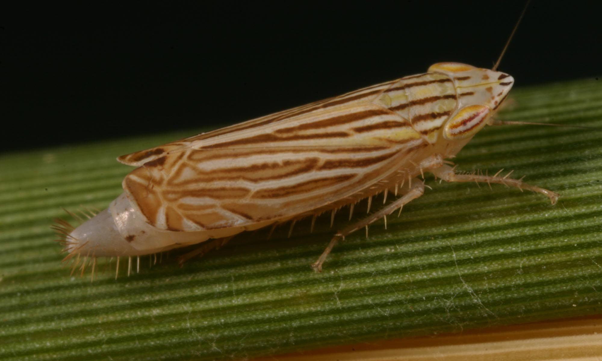 Dietrich Leafhopper Lab