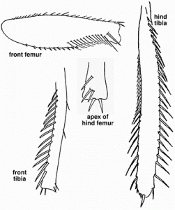 parts of the leafhopper leg