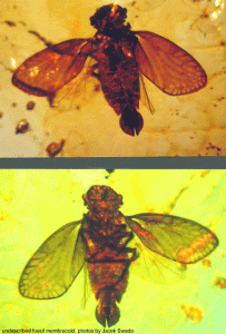 two treehoppers in amber